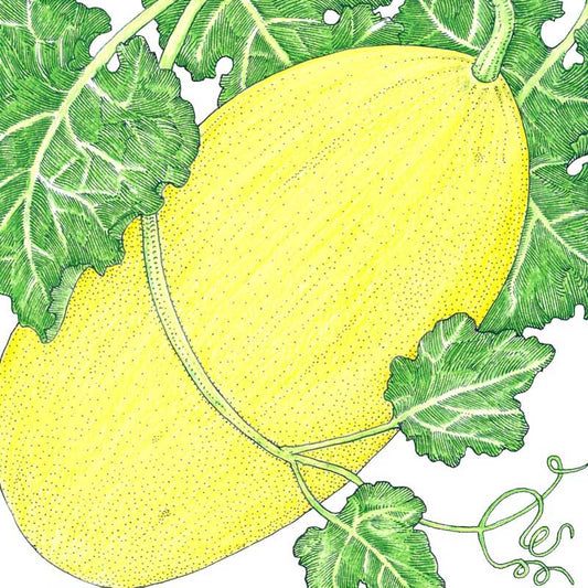 Organic Melon, Crenshaw (1/4 lb) - Grow Organic Organic Melon, Crenshaw (1/4 lb) Vegetable Seeds
