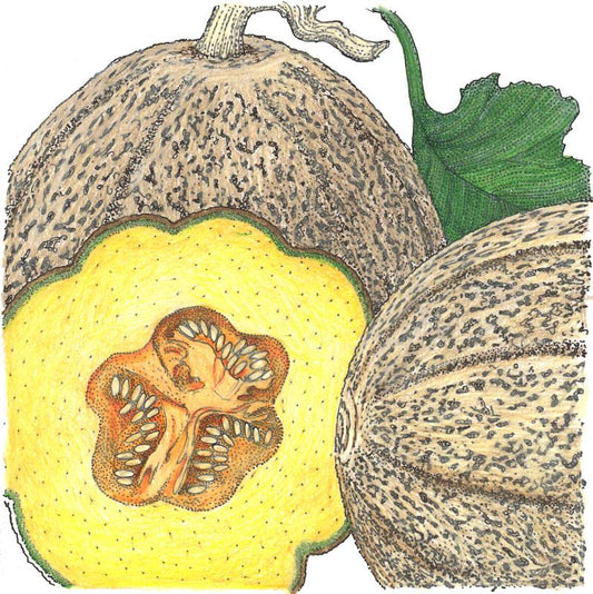 Organic Melon, Hearts of Gold (1/4 lb) - Grow Organic Organic Melon, Hearts of Gold (1/4 lb) Vegetable Seeds