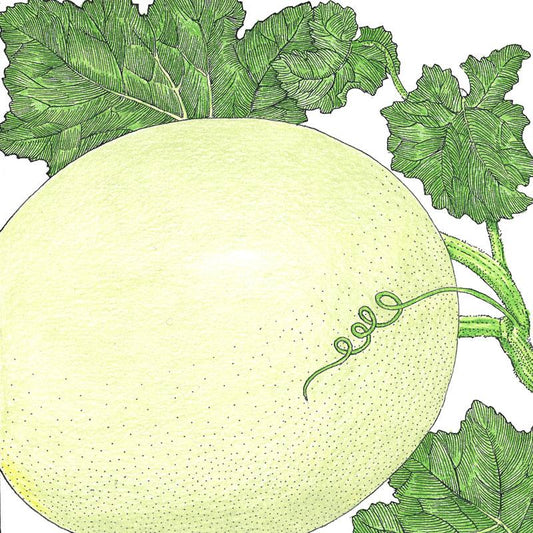 Organic Melon, Honeydew Green Flesh (1/4 lb) - Grow Organic Organic Melon, Honeydew Green Flesh (1/4 lb) Vegetable Seeds