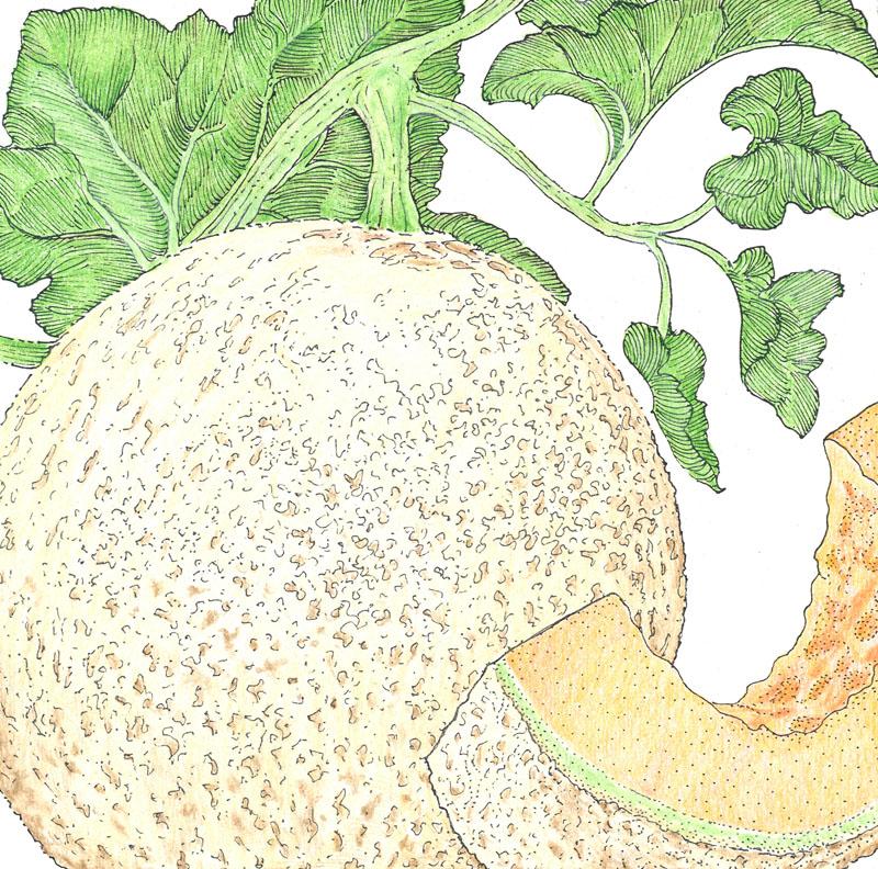 Organic Melon, Honeyrock (1/4 lb) - Grow Organic Organic Melon, Honeyrock (1/4 lb) Vegetable Seeds