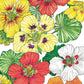 Organic Nasturtium, Dwarf Jewel Mix (1/4 lb) - Grow Organic Organic Nasturtium, Dwarf Jewel Mix (1/4 lb) Flower Seed & Bulbs