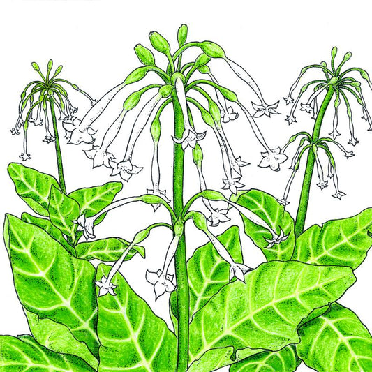 Organic Nicotiana, Ghost Pipes (1 oz) - Grow Organic Organic Nicotiana, Ghost Pipes (1 oz) Flower Seed & Bulbs