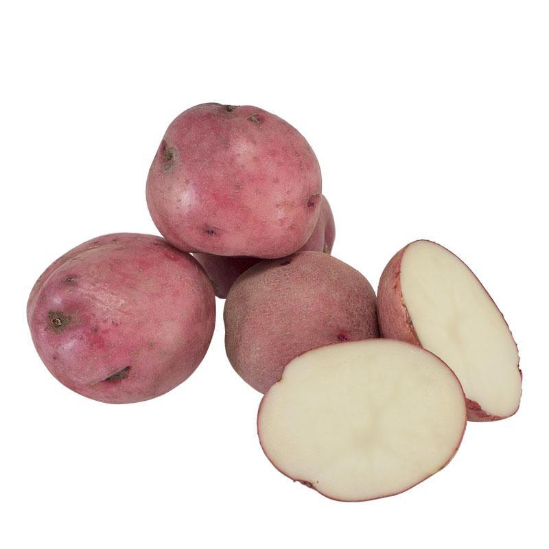 red seed potatoes for planting Organic Norland Red Seed Potato (lb)