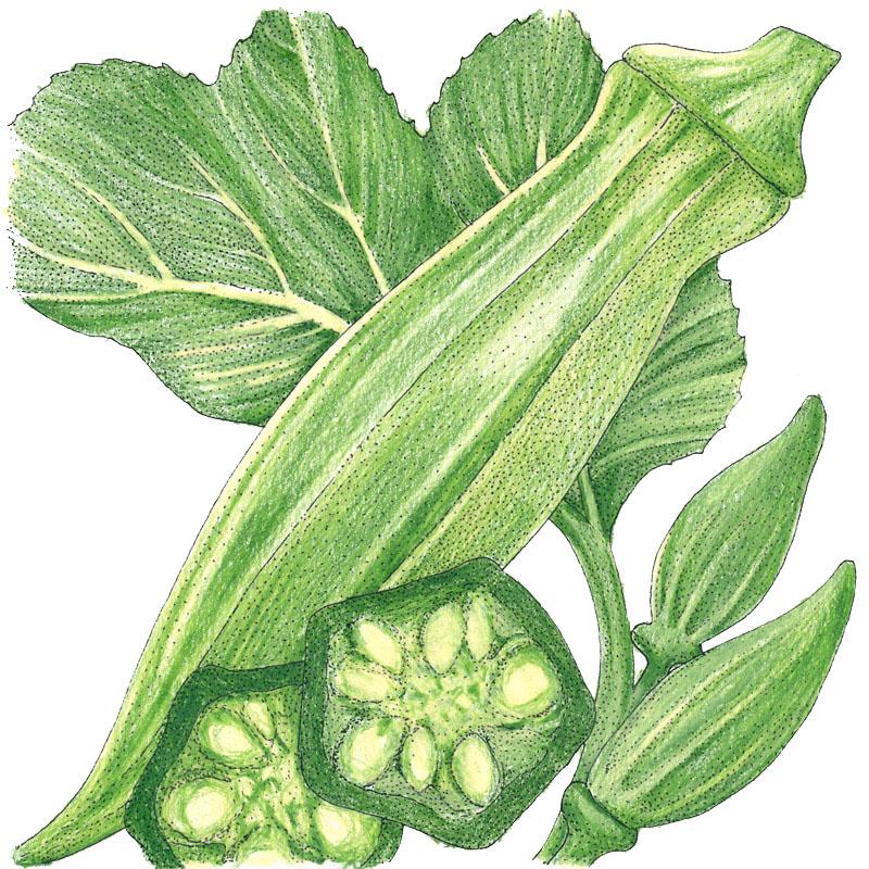 Organic Okra, Clemson Spineless 80 (1/4 lb) - Grow Organic Organic Okra, Clemson Spineless 80 (1/4 lb) Vegetable Seeds