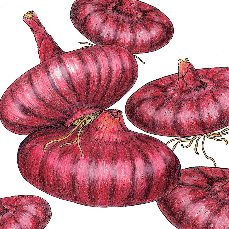 Organic Onion, Cippolini Red 1 oz - Grow Organic Organic Onion, Cippolini Red 1 oz Vegetable Seeds