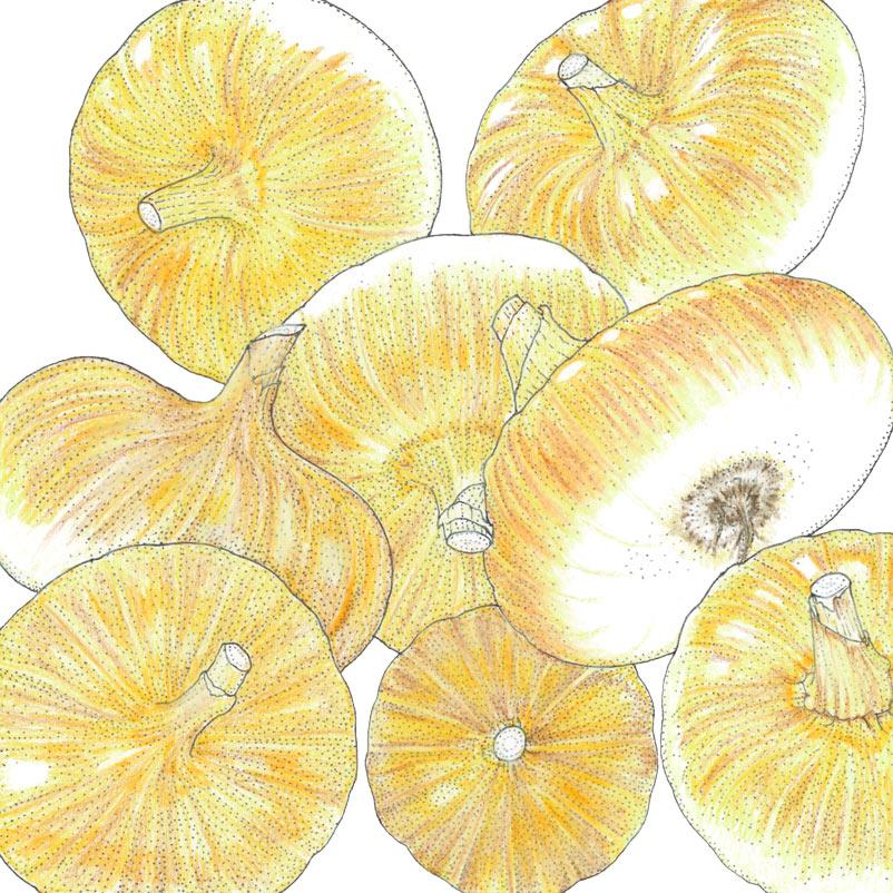 Organic Onion, Yellow Cipollini (1 oz) - Grow Organic Organic Onion, Yellow Cipollini (1 oz) Vegetable Seeds