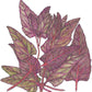 Organic Orach, Red (1 oz) - Grow Organic Organic Orach, Red (1 oz) Vegetable Seeds