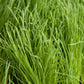Organic Orchardgrass - Grow Organic Organic Orchardgrass (lb) Cover Crop