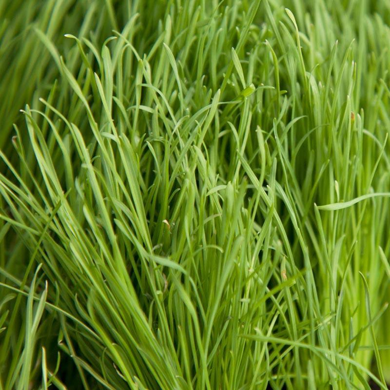 Organic Orchardgrass - Grow Organic Organic Orchardgrass (lb) Cover Crop