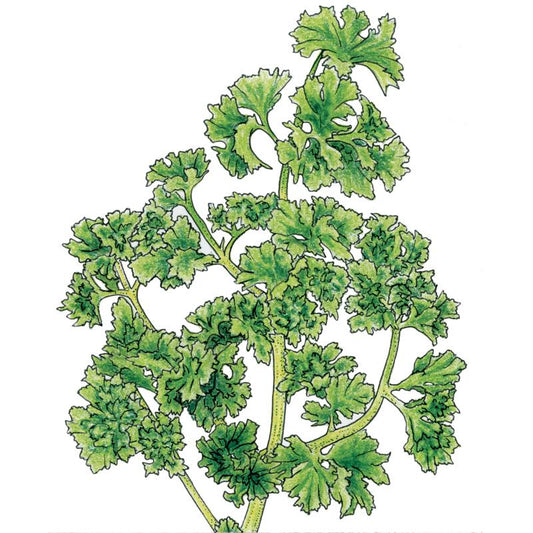 Organic Parsley, Moss Curled (1/4 lb) - Grow Organic Organic Parsley, Moss Curled (1/4 lb) Herb Seeds