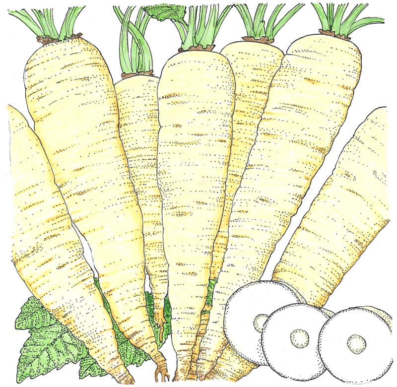 Organic Parsnip, Turga (1 oz) - Grow Organic Organic Parsnip, Turga (1 oz) Vegetable Seeds