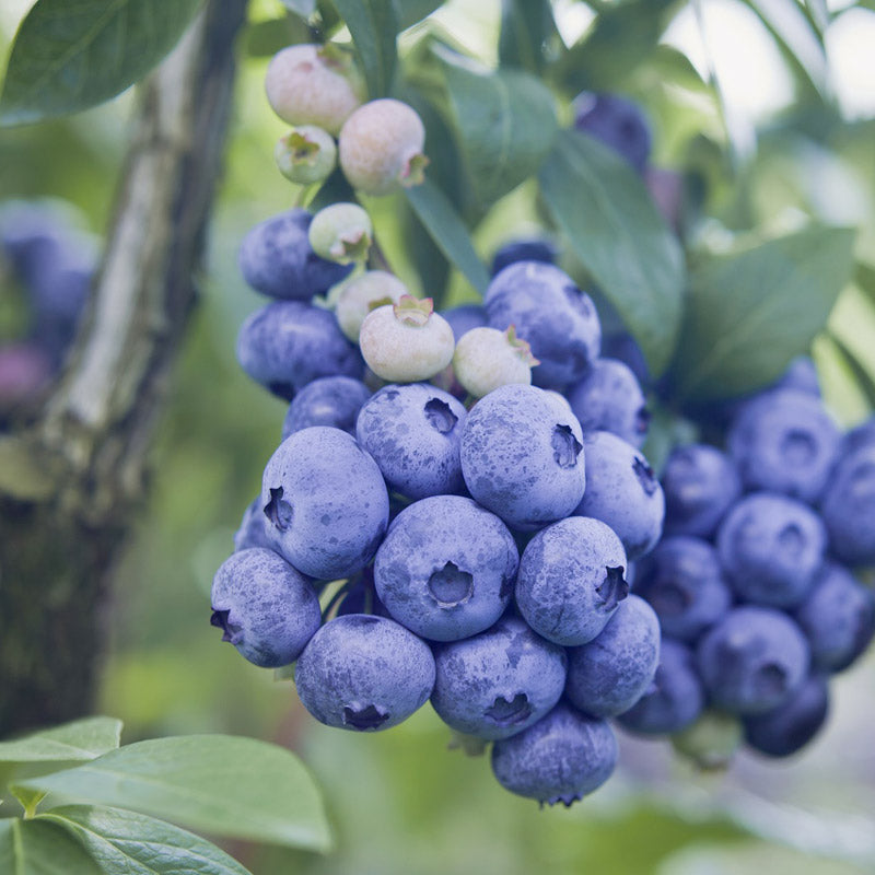 Organic Blueberry Patriot