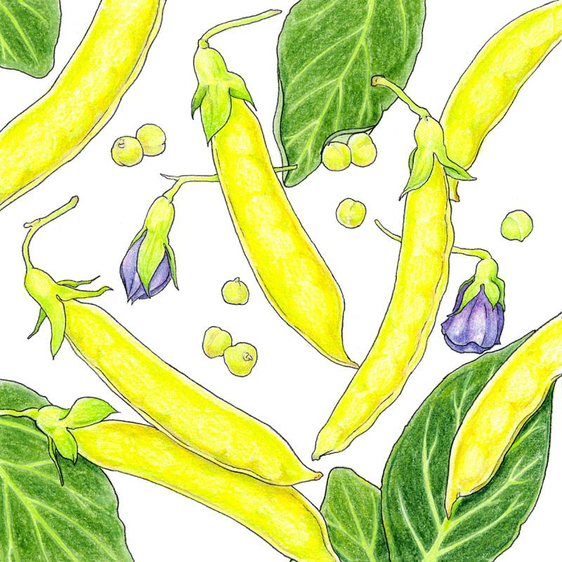 Organic Pea, Golden Sweet (1/4 lb) - Grow Organic Organic Pea, Golden Sweet (1/4 lb) Vegetable Seeds