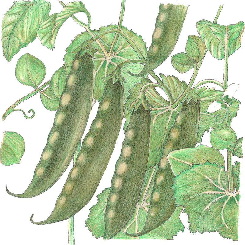 Organic Pea, Mammoth Melting (1/2 lb) - Grow Organic Organic Pea, Mammoth Melting (1/2 lb) Vegetable Seeds