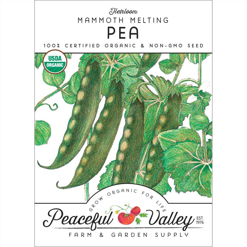 Mammoth Melting Pea Seeds (Organic) - Grow Organic Mammoth Melting Pea Seeds (Organic) Vegetable Seeds