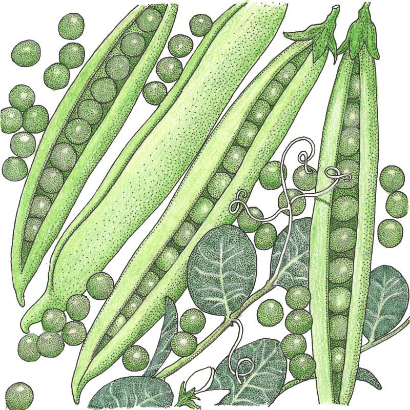 Organic Pea, Progress #9 (1/2 lb) - Grow Organic Organic Pea, Progress #9 (1/2 lb) Vegetable Seeds