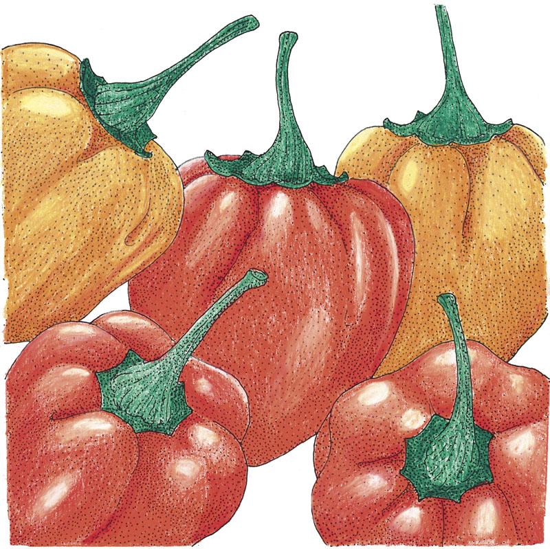 Organic Pepper, Hot Habanero (1 oz) - Grow Organic Organic Pepper, Hot Habanero (1 oz) Vegetable Seeds