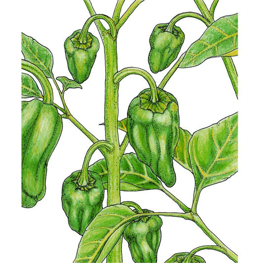 Organic Pepper, Padron (1 oz) - Grow Organic Organic Pepper, Padron (1 oz) Vegetable Seeds