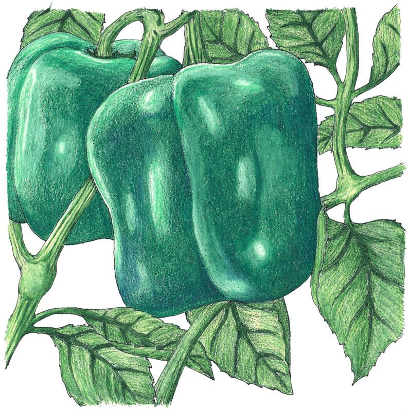 Organic Pepper, Sweet Cal Wonder (1 oz) - Grow Organic Organic Pepper, Sweet Cal Wonder (1 oz) Vegetable Seeds