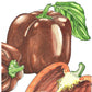 Organic Pepper, Sweet Chocolate (1 oz) - Grow Organic Organic Pepper, Sweet Chocolate (1 oz) Vegetable Seeds