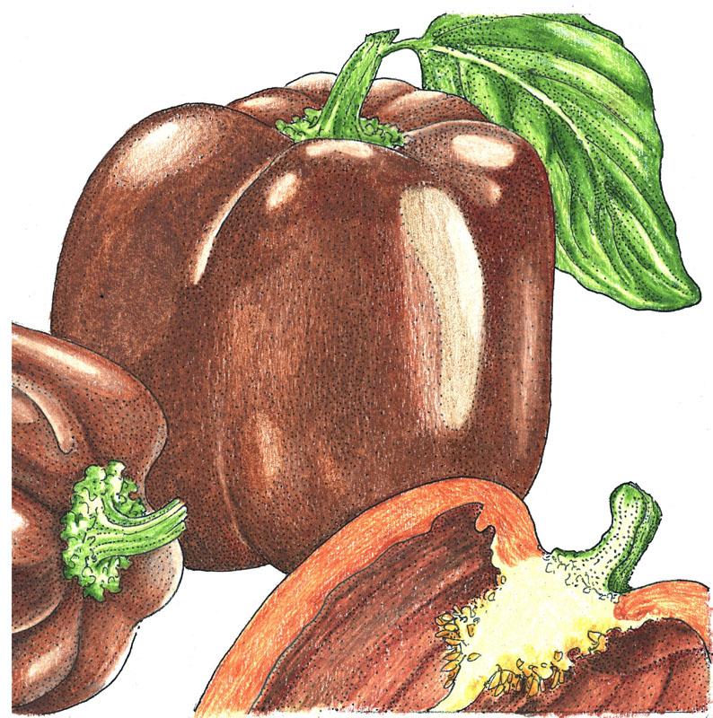 Organic Pepper, Sweet Chocolate (1 oz) - Grow Organic Organic Pepper, Sweet Chocolate (1 oz) Vegetable Seeds