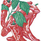 Organic Pepper, Sweet Marconi Red (1 oz) - Grow Organic Organic Pepper, Sweet Marconi Red (1 oz) Vegetable Seeds