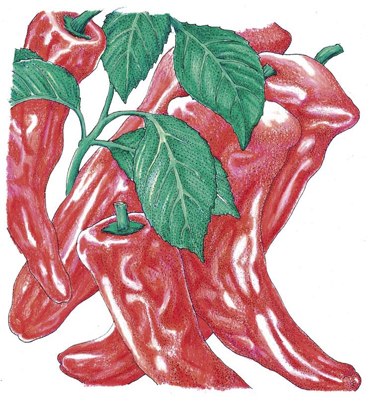 Organic Pepper, Sweet Marconi Red (1 oz) - Grow Organic Organic Pepper, Sweet Marconi Red (1 oz) Vegetable Seeds