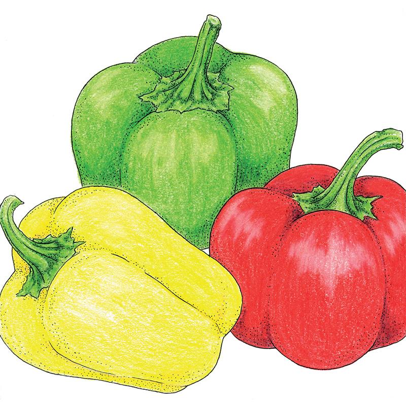 Organic Pepper, Sweet Mini Bell Mix 1 oz - Grow Organic Organic Pepper, Sweet Mini Bell Mix 1 oz Vegetable Seeds