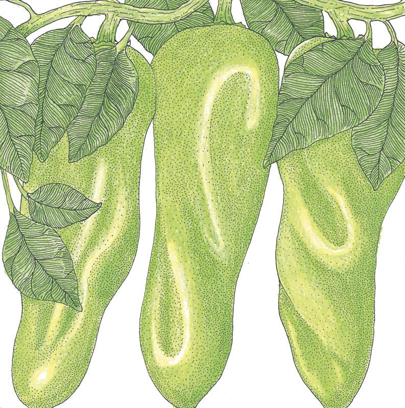 Organic Pepperoncini, Greek Golden (1 oz) - Grow Organic Organic Pepperoncini, Greek Golden (1 oz) Vegetable Seeds