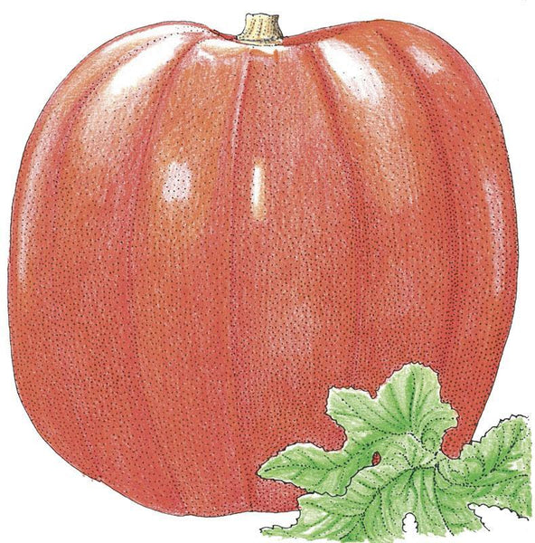 Big Max Pumpkin Seeds - Non-GMO Heirloom Vegetable Seeds For Giant Pumpkins