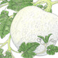 Organic Pumpkin, Casper (1 oz) - Grow Organic Organic Pumpkin, Casper (1 oz) Vegetable Seeds