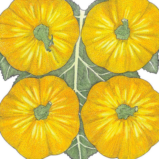Organic Pumpkin, Jack Be Little (1/4 lb) - Grow Organic Organic Pumpkin, Jack Be Little (1/4 lb) Vegetable Seeds