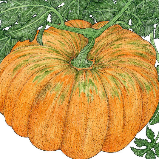 Organic Pumpkin, Musquee de Provence (1/4 lb) - Grow Organic Organic Pumpkin, Musquee de Provence (1/4 lb) Vegetable Seeds