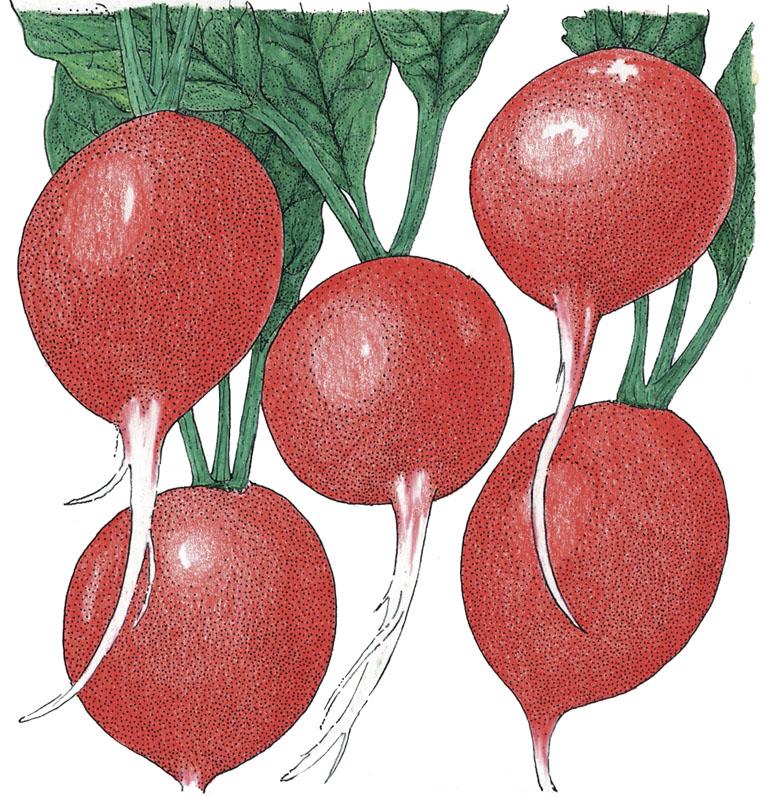 Organic Radish, Cherry Belle (1/4 lb) - Grow Organic Organic Radish, Cherry Belle (1/4 lb) Vegetable Seeds