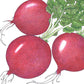 Organic Radish, German Giant (1/4 lb) - Grow Organic Organic Radish, German Giant (1/4 lb) Vegetable Seeds