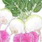 Organic Radish, Watermelon (1 oz) - Grow Organic Organic Radish, Watermelon (1 oz) Vegetable Seeds