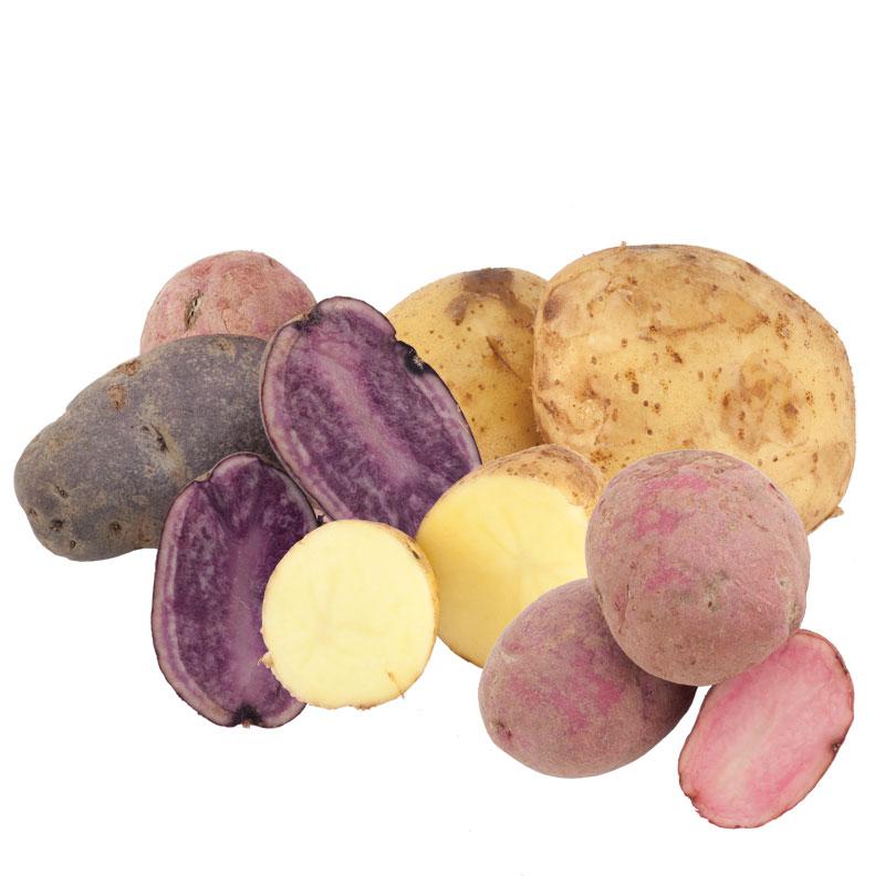 Spring-Planted Organic Rainbow Seed Potato Mix - Grow Organic Spring-Planted Organic Rainbow Seed Potato Mix (lb) Potatoes