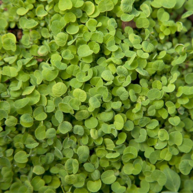 Organic Red Clover Nitrocoated - Grow Organic Organic Red Clover Nitrocoated (lb) Cover Crop