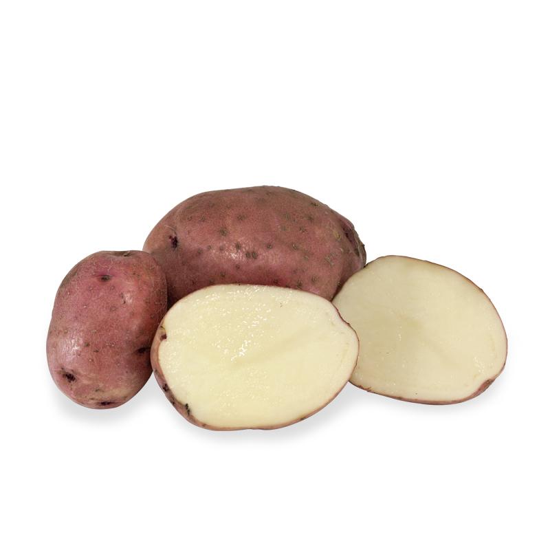 Fall-Planted Organic Red Pontiac Seed Potatoes - Grow Organic Fall-Planted Organic Red Pontiac Seed Potatoes (lb) Potatoes