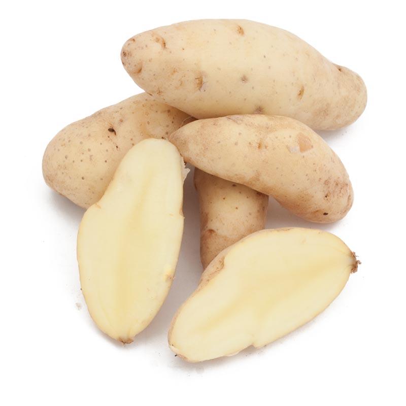  Spring-Planted Organic Russian Banana Fingerling Seed Potatoes (lb) Potatoes