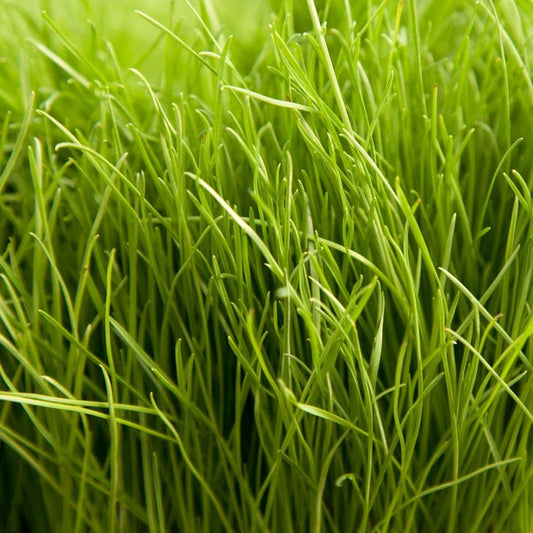 Organic Ryegrass, Tetraploid Perennial - Grow Organic Organic Ryegrass, Tetraploid Perennial (lb) Cover Crop