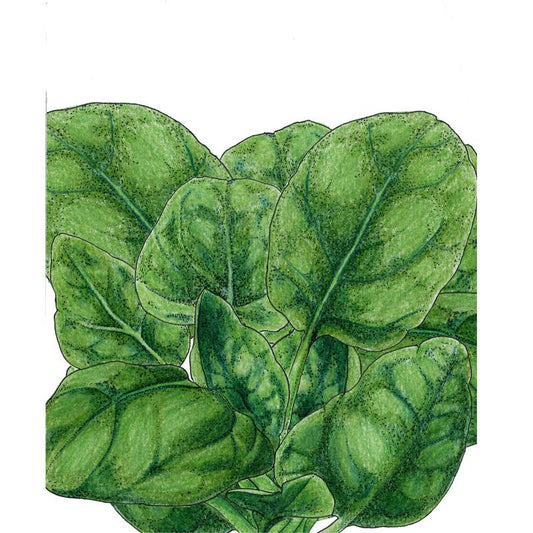 Organic Spinach, Verdil (1/4 lb) - Grow Organic Organic Spinach, Verdil (1/4 lb) Vegetable Seeds