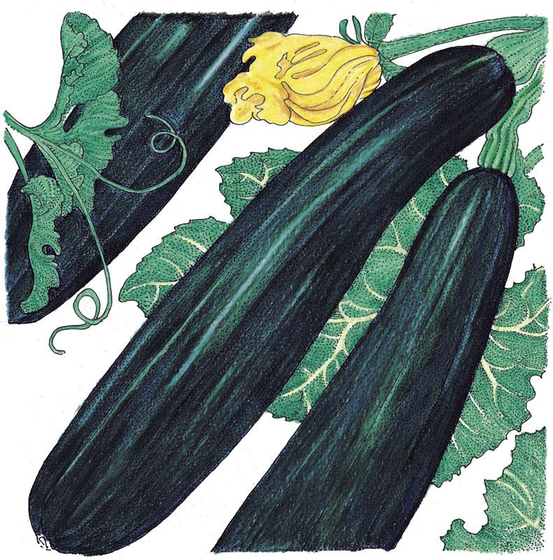 Organic Squash, Summer Black Beauty (1/4 lb) - Grow Organic Organic Squash, Summer Black Beauty (1/4 lb) Vegetable Seeds