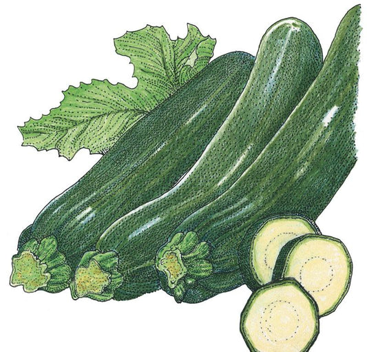 Organic Squash, Summer Dark Green Zucchini (1/4 lb) Organic Squash, Summer Dark Green Zucchini (1/4 lb) Vegetable Seeds