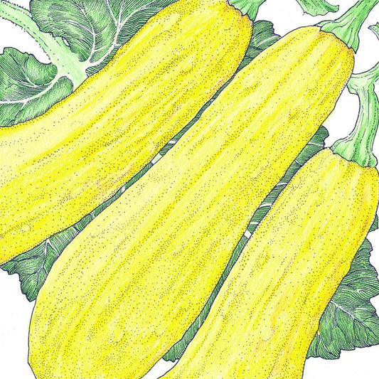 Organic Squash, Summer Early Straightneck (1/4 lb) Organic Squash, Summer Early Straightneck (1/4 lb) Vegetable Seeds