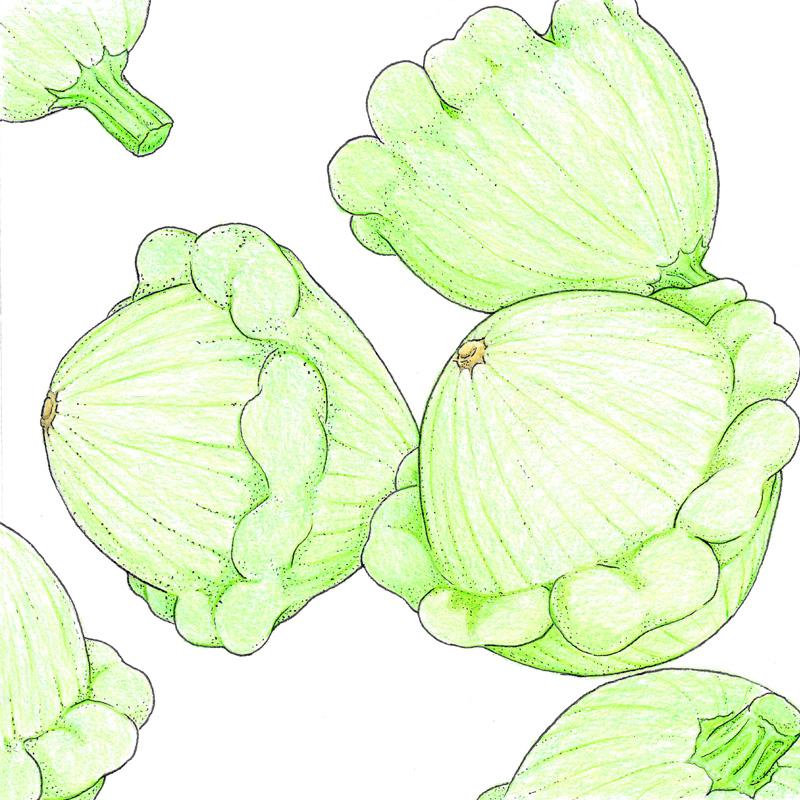 Organic Squash Summer, Juane et Verte (1/4 Lb) Organic Squash Summer, Juane et Verte (1/4 lb) Vegetable Seeds