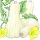 Organic Squash, Winter Butternut (1/4 lb) - Grow Organic Organic Squash, Winter Butternut (1/4 lb) Vegetable Seeds