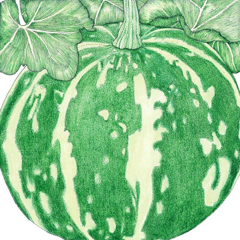 Organic Squash, Winter Kabocha (1/4 lb) - Grow Organic Organic Squash, Winter Kabocha (1/4 lb) Vegetable Seeds