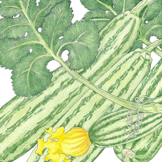 Organic Summer Squash, Cocozelle (1/4 lb) - Grow Organic Organic Summer Squash, Cocozelle (1/4 lb) Vegetable Seeds