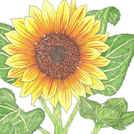 Organic Sunflower, Autumn Beauty (1/4 lb) - Grow Organic Organic Sunflower, Autumn Beauty (1/4 lb) Flower Seed & Bulbs